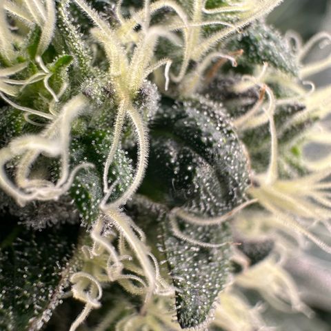 CxLAZ #14 53.59g growlog timeline photo