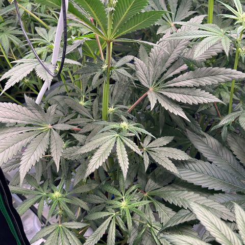 Misc x (LA Kush x Zkittles) #33 19.08g growlog timeline photo