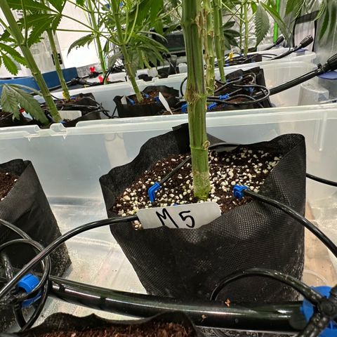 CxLAZ #16 50.72g growlog photo: Pollenated bud site