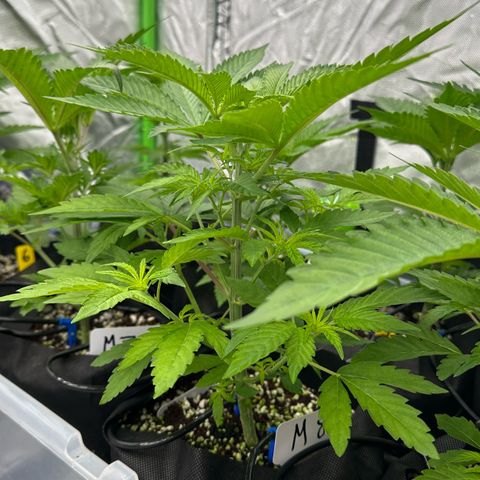 CxLAZ #16 50.72g growlog timeline photo