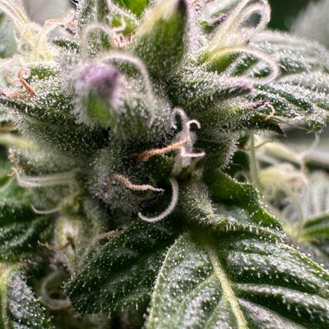 Misc x (LA Kush x Zkittles) #37 42.26g growlog timeline photo