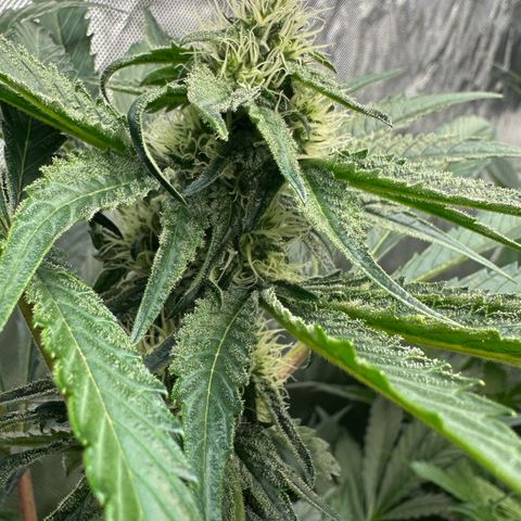 CxLAZ #24 37.13g growlog timeline photo