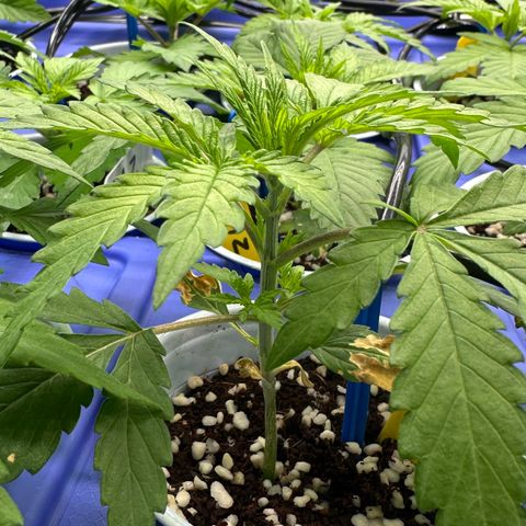 Misc x (LA Kush x Zkittles) #26 60.7g growlog photo: Added drip irrigation 