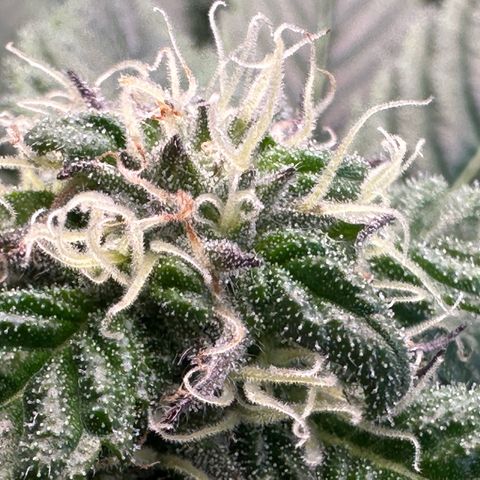Misc x (LA Kush x Zkittles) #35 28.55g growlog timeline photo