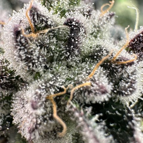 Misc x (LA Kush x Zkittles) #22 34.14g growlog timeline photo
