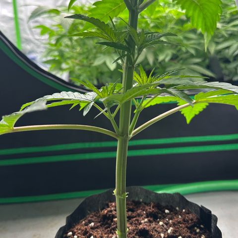 CxLAZ #16 50.72g growlog photo: Lollipoped