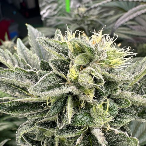 Misc x (LA Kush x Zkittles) #37 42.26g growlog timeline photo