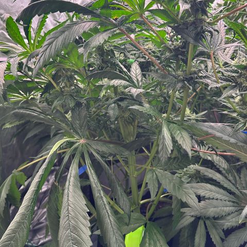Misc x (LA Kush x Zkittles) #35 28.55g growlog timeline photo