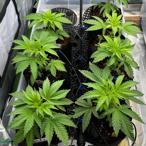 CxLAZ #16 50.72g growlog timeline photo