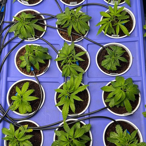 Shaman growlog timeline photo