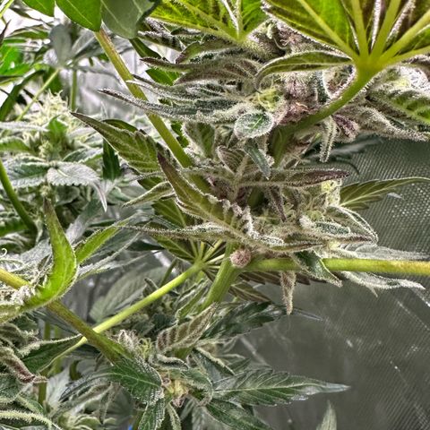 Misc x (LA Kush x Zkittles) #37 42.26g growlog timeline photo