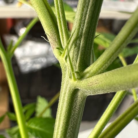 CxLAZ #16 50.72g growlog photo: Lollipoped