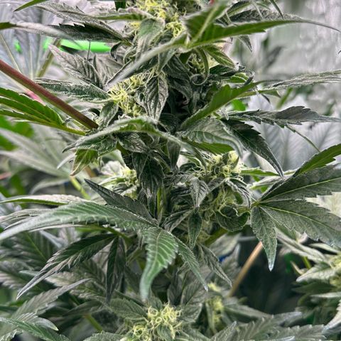 Misc x (LA Kush x Zkittles) #37 42.26g growlog timeline photo