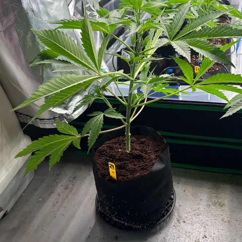CxLAZ #16 50.72g growlog photo: Lollipoped