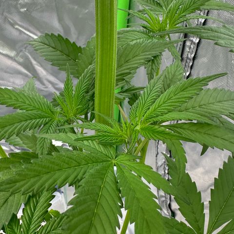 CxLAZ #16 50.72g growlog timeline photo