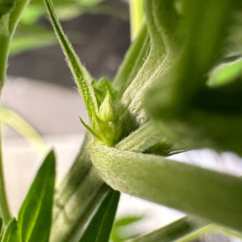 CxLAZ #16 50.72g growlog photo: Lollipoped