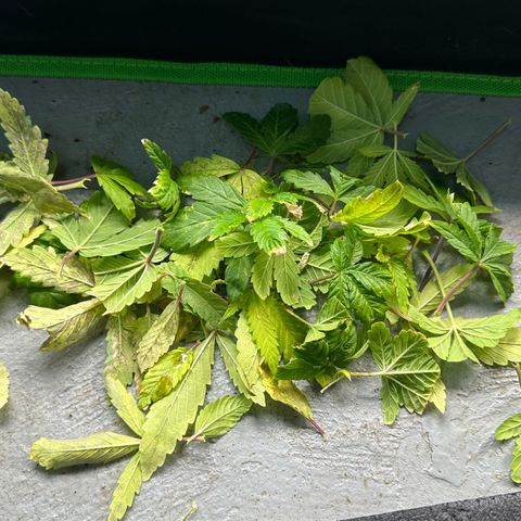 Shaman growlog photo: Removed lower leaves that were damaged.
