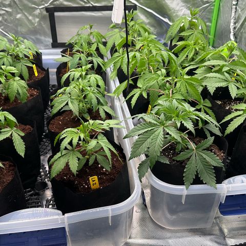 Misc x (LA Kush x Zkittles) #26 60.7g growlog timeline photo