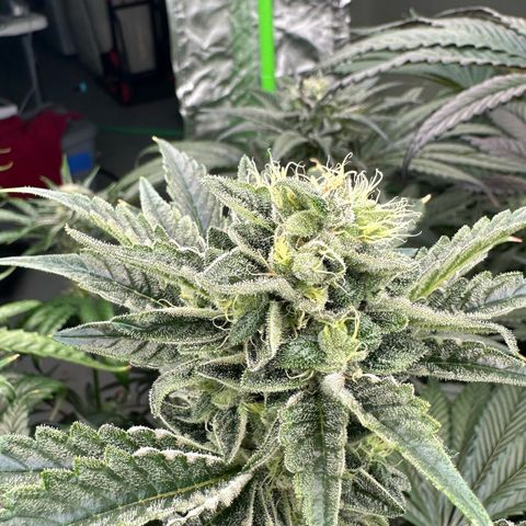 Misc x (LA Kush x Zkittles) #37 42.26g growlog timeline photo