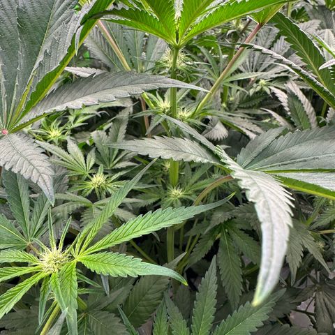 CxLAZ #16 50.72g growlog timeline photo