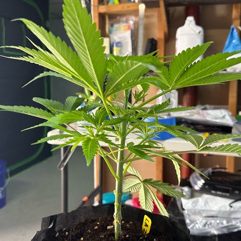CxLAZ #16 50.72g growlog photo: Lollipoped
