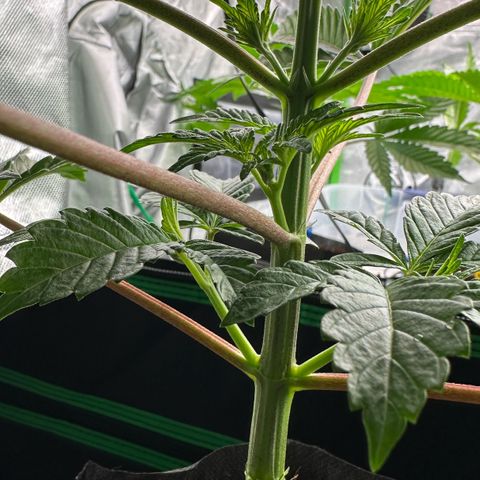 CxLAZ #16 50.72g growlog photo: Lollipoped