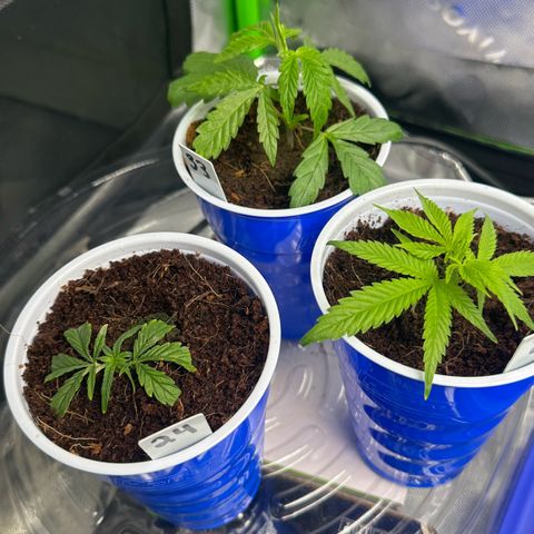 Shaman growlog timeline photo