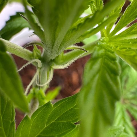 Shaman growlog photo: Showing preflowers