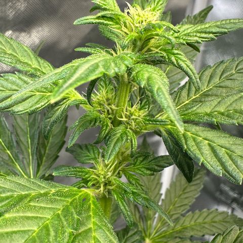 Auto Think Different  #3 growlog timeline photo