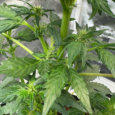 Auto Think Different  #3 growlog timeline photo