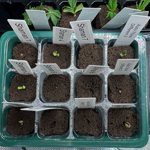Shaman growlog timeline photo