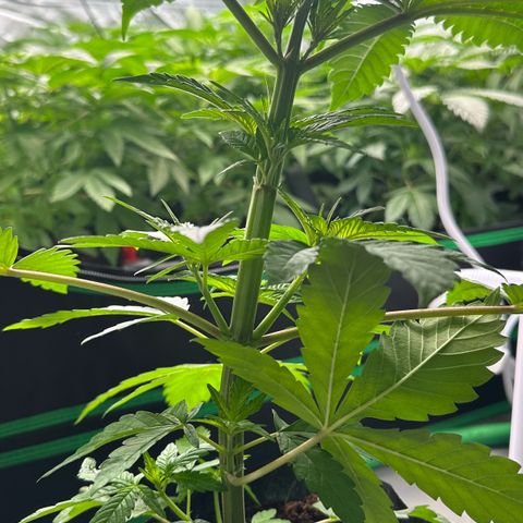 CxLAZ #16 50.72g growlog photo: Lollipoped
