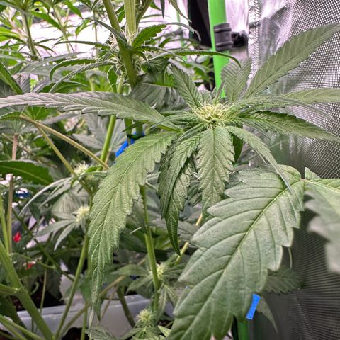 CxLAZ #16 50.72g growlog photo: Pollenated bud site