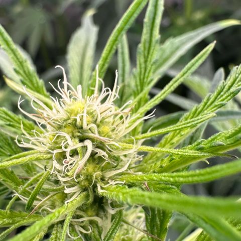 CxLAZ #31 58.75g growlog timeline photo