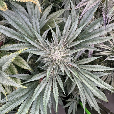 CxLAZ #16 50.72g growlog timeline photo