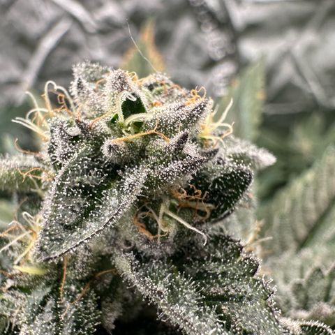 Misc x (LA Kush x Zkittles) #29 25.69g growlog timeline photo