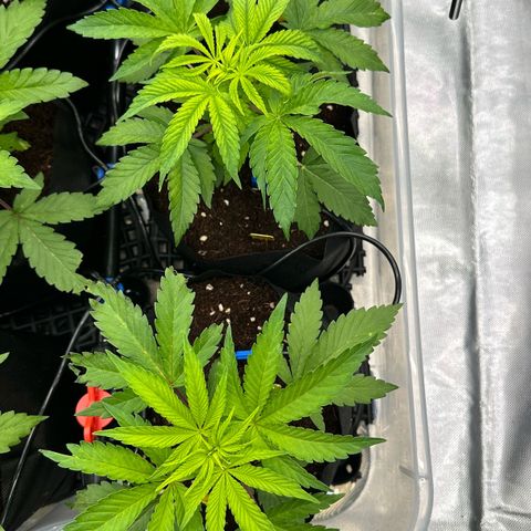 CxLAZ #16 50.72g growlog timeline photo