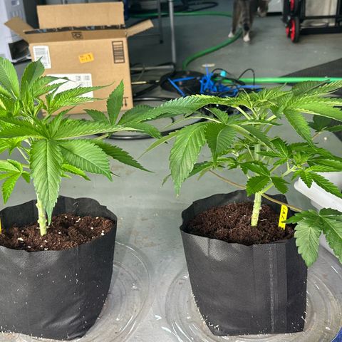 CxLAZ #16 50.72g growlog timeline photo