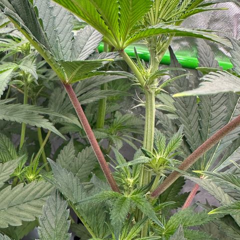 CxLAZ #16 50.72g growlog timeline photo