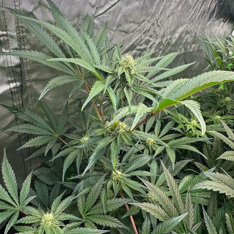 CxLAZ #24 37.13g growlog timeline photo