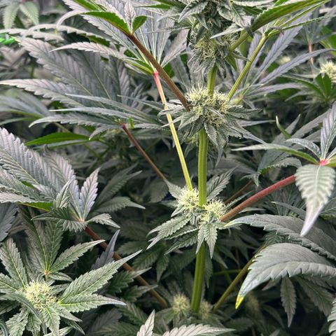 Misc x (LA Kush x Zkittles) #10 growlog timeline photo