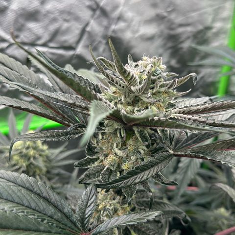 Misc x (LA Kush x Zkittles) #27 33.12g growlog timeline photo