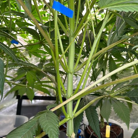 Misc x (LA Kush x Zkittles) #10 growlog timeline photo