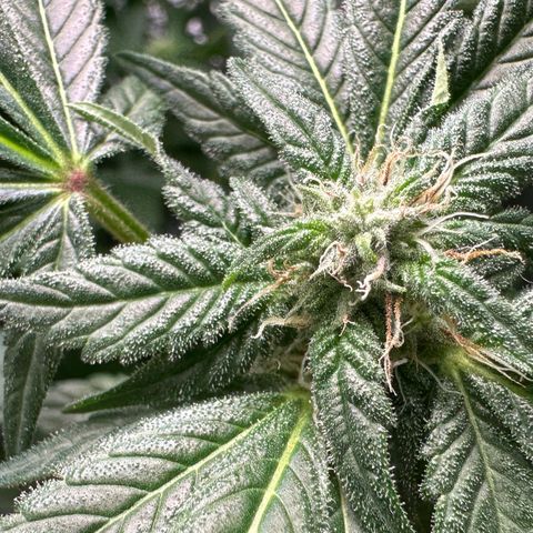 CxLAZ #03 45.52g growlog photo: Pollen sac from training on Tuesday
