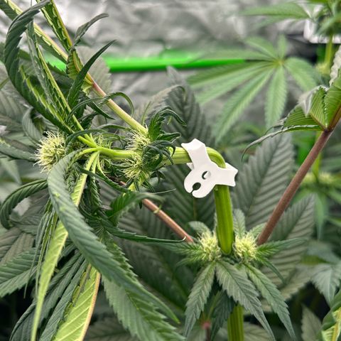 Misc x (LA Kush x Zkittles) #27 33.12g growlog timeline photo