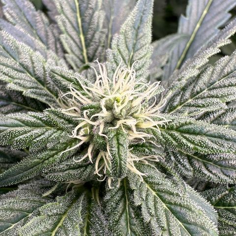 CxLAZ #16 50.72g growlog photo: Leafy 