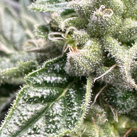 Misc x (LA Kush x Zkittles) #26 60.7g growlog timeline photo