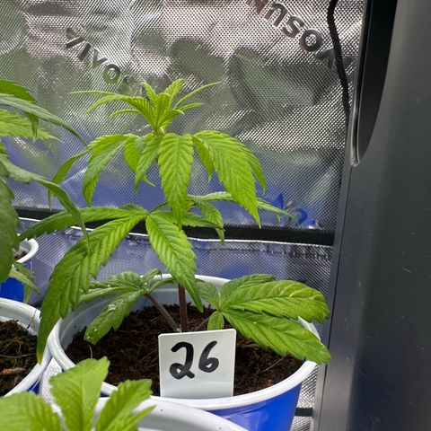 MiscxLAZ #26 C #2 growlog timeline photo