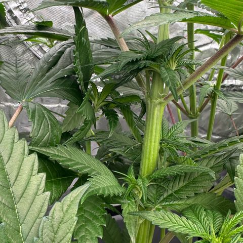 CxLAZ #16 50.72g growlog timeline photo