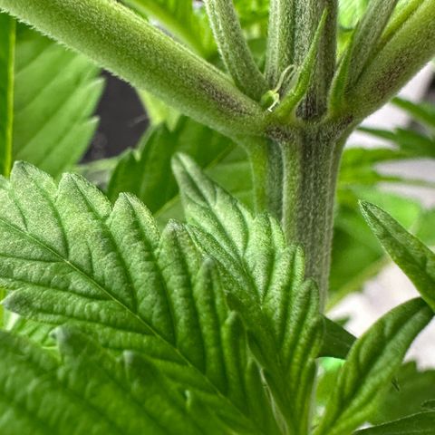 CxLAZ #16 50.72g growlog photo: Lollipoped